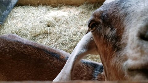 Morning Milking