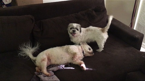 Shelter dog is so gentle when playing with her sister