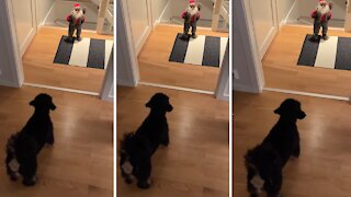 Adorable puppy hilariously barks at Santa Claus toy