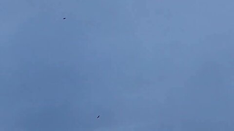 Hawks flying over head. AMAZING! | Nagasaki Japan | Sasebo City | The J-Vlog