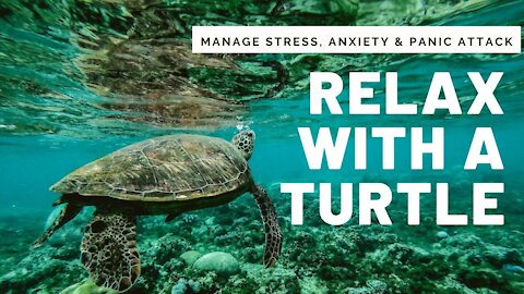 Relaxing Turtle Under The Sea Swimming Video Calming Music for Meditation Turtle Odyssey HD