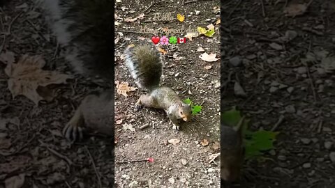 Oh, gosh! You scared me. 😱 | Cute Squirrel | Riverwood Conservancy | Mississauga, ON 🇨🇦