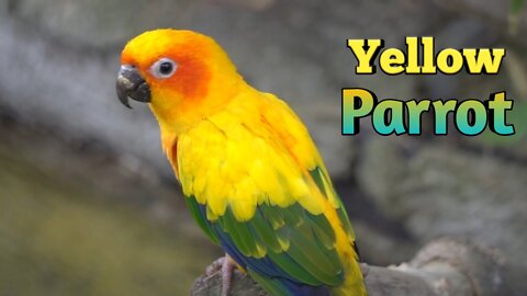 Amazing Bird yellow Parrot