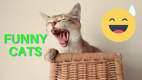 Funny Cats