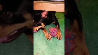 Cute Funny Rottweiler! 🐶 #shorts #short #viral #youtube #like