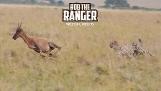 Cheetah Coalition Catch Young Topi | Lalashe Maasai Mara Safari