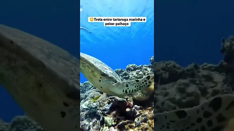 Tartaruga marinha x Peixe palhaço