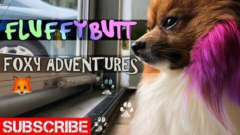Who is Fluffybutt? --Adventures of a Foxy Pomeranian 🦊