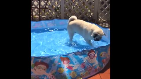 finny the pug hunting sharks. In memmory of finny the pug