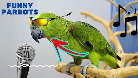 funny parrots, funny cockatiels