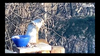 [WEIRD] Squirrel gets DRUNK eating fermented pears