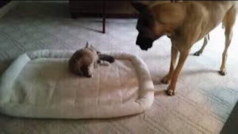 cat steals the dogs bed