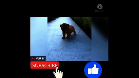 OMG SO 😍CUTE DOG MORNING WALKING 🏃// CUTE DOG SO FUNNY VIDEOS 2021\\ DOG AND CAT VIDEO 2021
