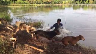 Quattro cani spaventati quando il padrone sparisce nel lago