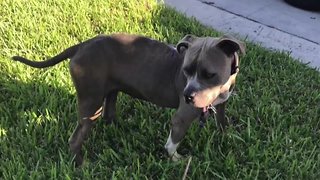 Help for dog which appeared malnourished