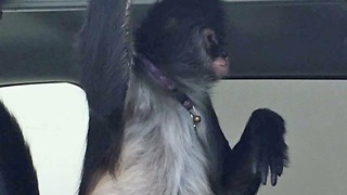 Owner of monkey accused of biting a Home Depot worker arrested out of state