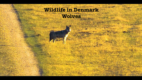 Wildlife in Denmark - Wolves (Ruler of Klelund plantage)