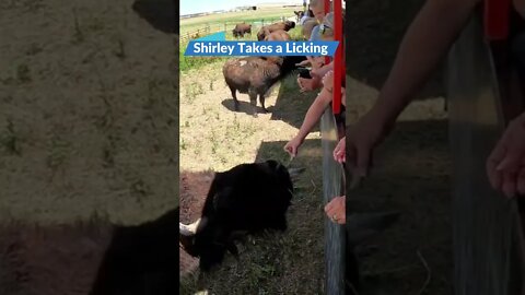 Shirley Takes a Licking at the Terry Bison ranch #shorts