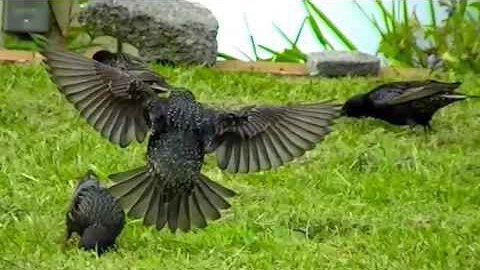 IECV NV #100 - 👀 Starlings And House Sparrows, Even A Quick Look At The American Robin 5-31-2015