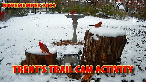 Trent's Trail Cam Activity - November 2023