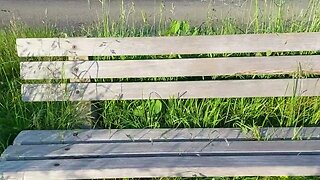 Bench with a View