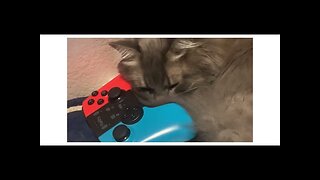 Gandolf my pro cat jitter clicking lol (repost from my youtube)