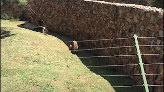SOUTH AFRICA - Johannesburg - Joburg Zoo (videos) (wiD)