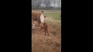 Momma cow and baby bull calf.