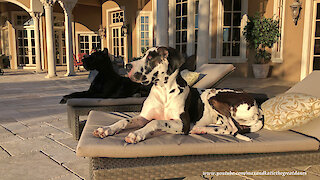 Laid back dogs love to lounge in the Florida sunshine