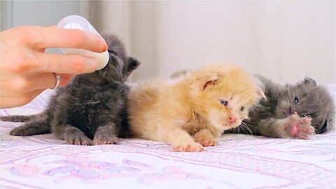 How to feed kittens Maine Coons?