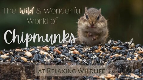The Wild & Wonderful World of Chipmunks at Relaxing Wildlife