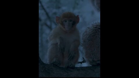 Abandoned baby monkey in winter