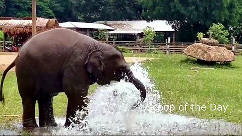 baby Elephant playing with water fountain