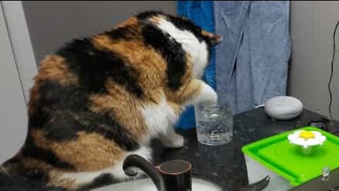 Gata adora "nadar" na sua taça de água