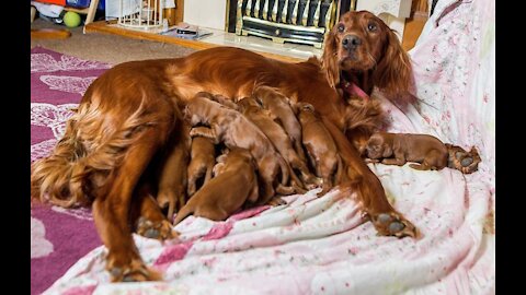 A Beautiful Dog Mommy With Many Puppies