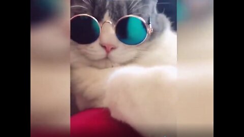 Omg so cute cats with funny compilation. It will make your day.You will unable to skip this vidio.