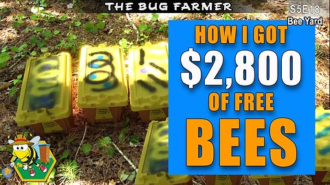 $2,880.00 in Free Bees | Swarms and Splits #beekeeping #beekeeping #beecastle