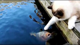 Il gatto è il migliore amico del pesce