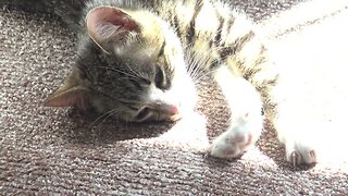 Little Cat Stretches In the Sun