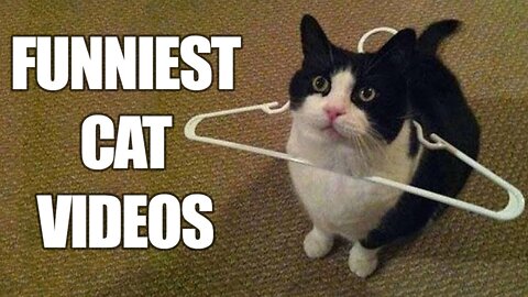 Funny And Cute Cat'S Life (Part 11) Cats And Owners Are The Best Friends Videos