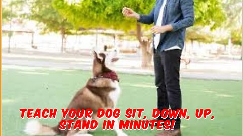Teach Your Dog Sit, Down, Up, Stand in Minutes!