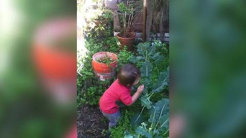 A Tot Boy Eats Broccoli Out Of A Garden