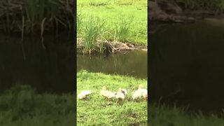 Goslings by the creek 💕