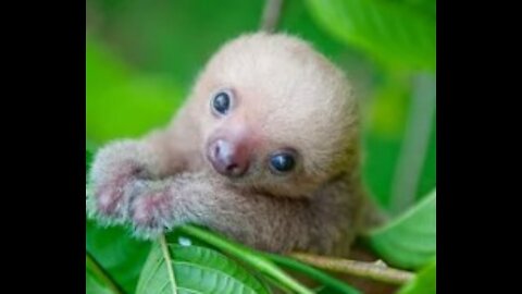 Sloths Funny - Baby sloths are Sloths and cuddly
