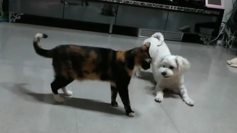 Cat moves in slow motion to get past playful dog
