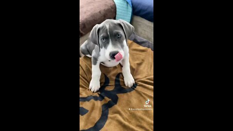 Adorable Great Dane puppy caught in the act