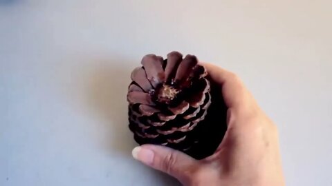 DIY - Pine Cone Ideas