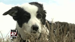 Traverse City's Piper the airport dog dies
