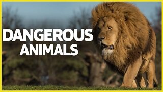 DANGEROUS ANIMALS IN THE WORLD | 10 MOST DANGEROUS ANIMALS IN THE WORLD | DANGEROUS OCEAN CREATURES