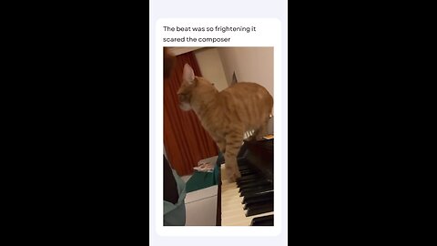 🤣🤣 funny cat creating music